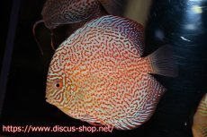 画像1: 【ディスカス】【通販】サクラパンサーレオパードリングスポット【個体販売】15-16cm（生体）マレーシア　KLディスカスファーム (1)