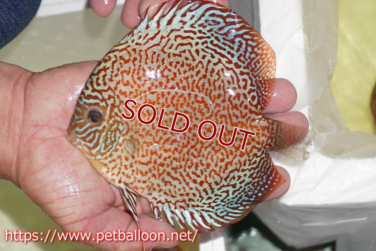 画像2: 【ディスカス】【通販】サクラパンサーレオパードリングスポット【個体販売】15-16cm（生体）マレーシア　KLディスカスファーム (2)