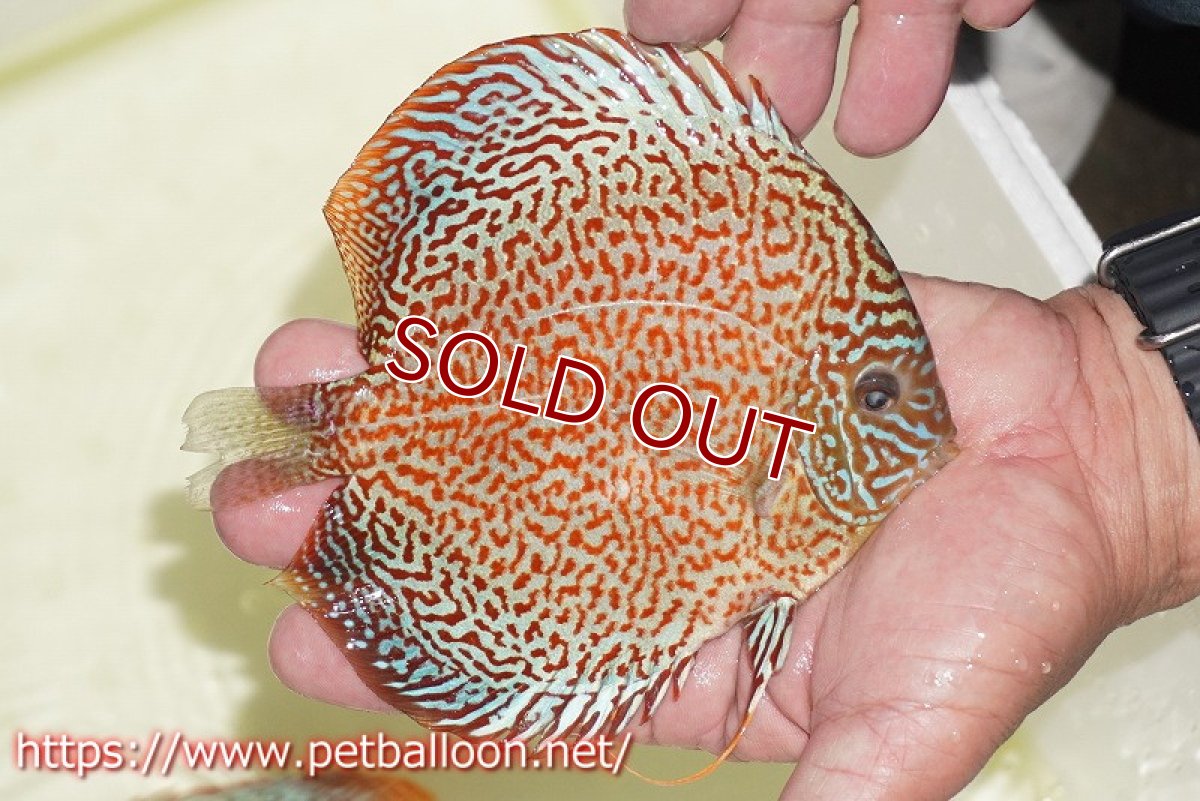 画像3: 【ディスカス】【通販】サクラパンサーレオパードリングスポット【個体販売】15-16cm（生体）マレーシア　KLディスカスファーム (3)