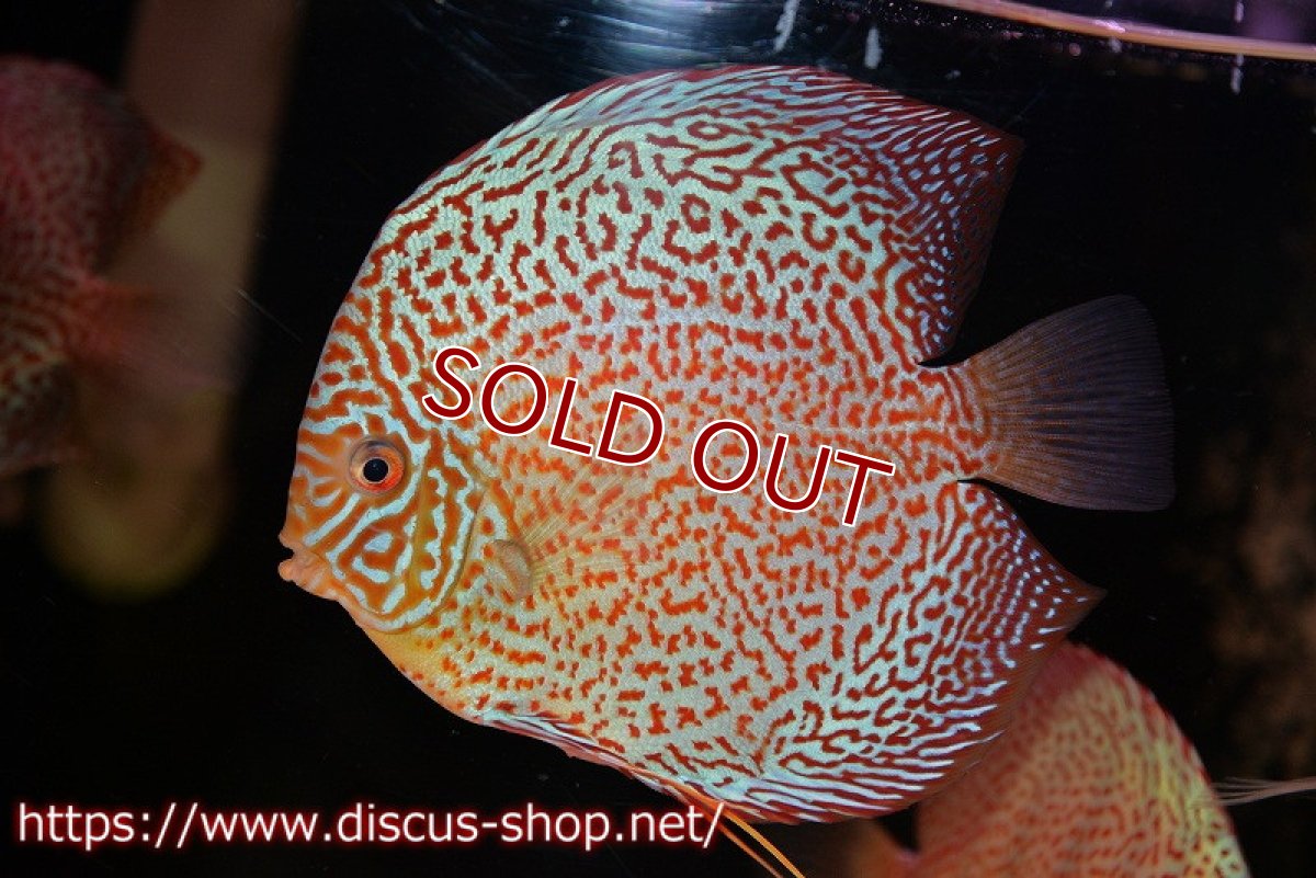 画像2: 【ディスカス】【通販】サクラパンサーレオパードリングスポット【個体販売】15-16cm（生体）マレーシア　KLディスカスファーム (2)