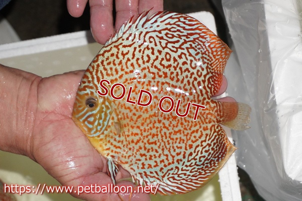 画像4: 【ディスカス】【通販】サクラパンサーレオパードリングスポット【個体販売】15-16cm（生体）マレーシア　KLディスカスファーム (4)