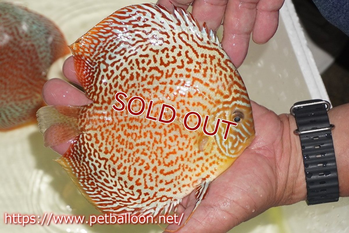 画像5: 【ディスカス】【通販】サクラパンサーレオパードリングスポット【個体販売】15-16cm（生体）マレーシア　KLディスカスファーム (5)