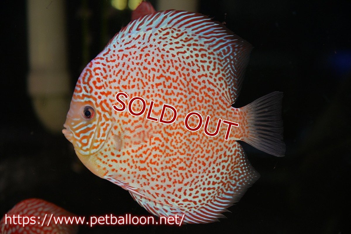 画像2: 【ディスカス】【通販】サクラリングレオパード　ハイフォーム【個体販売】16-17cm（生体）マレーシア　KLディスカスファーム (2)