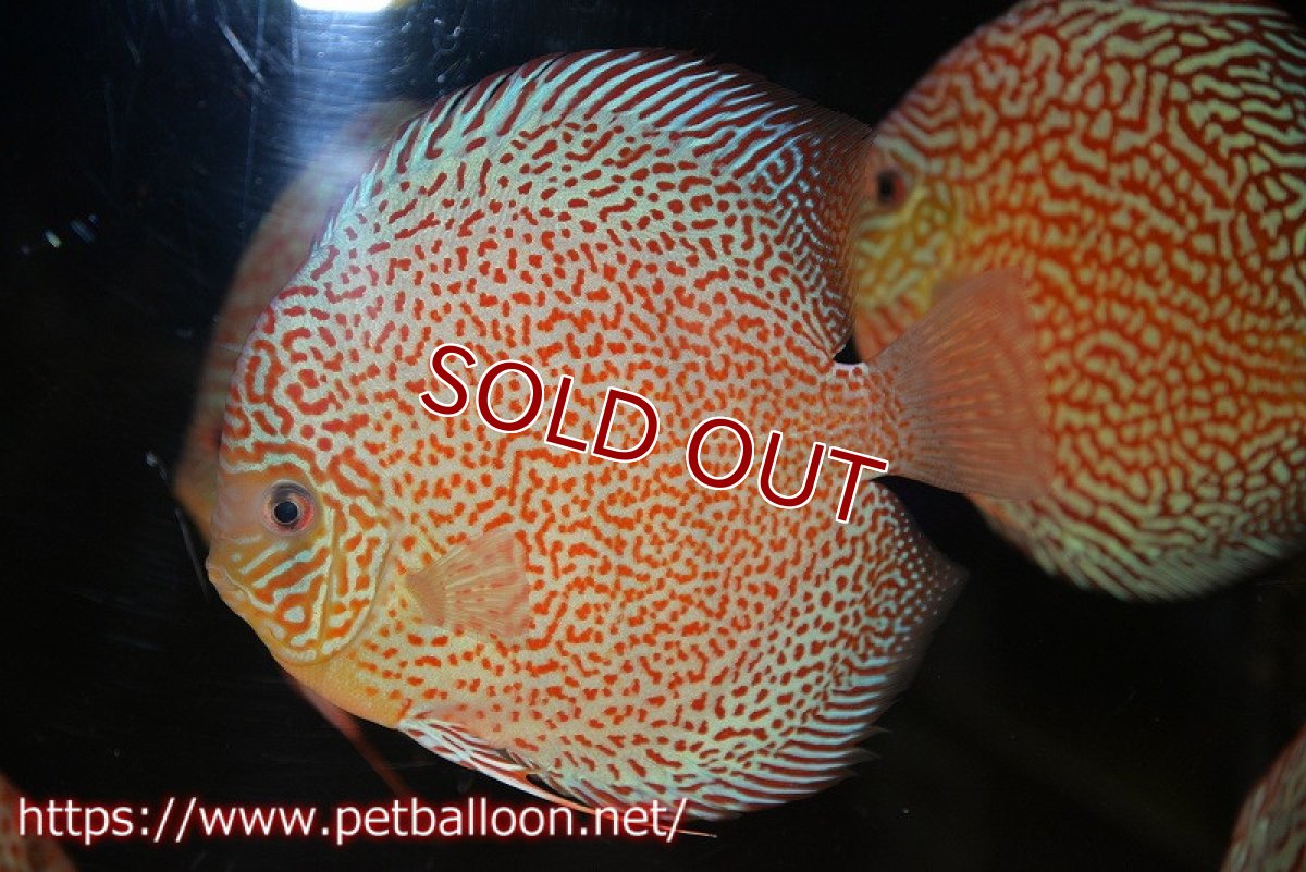 画像3: 【ディスカス】【通販】サクラリングレオパード　ハイフォーム【個体販売】16-17cm（生体）マレーシア　KLディスカスファーム (3)