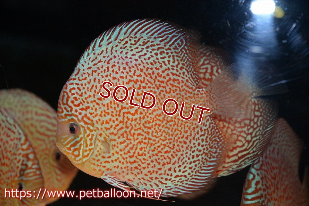 画像4: 【ディスカス】【通販】サクラリングレオパード　ハイフォーム【個体販売】16-17cm（生体）マレーシア　KLディスカスファーム (4)