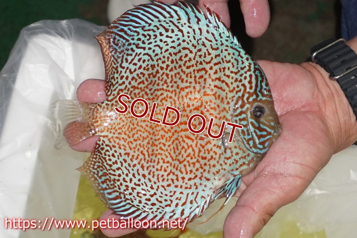 画像6: 【ディスカス】【通販】サクラリングレオパード　ハイフォーム【個体販売】16-17cm（生体）マレーシア　KLディスカスファーム (6)