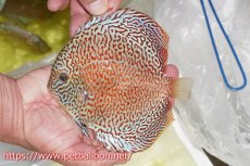 画像2: 【ディスカス】【通販】サクラメイズレオパード【個体販売】16cm（生体）マレーシア　KLディスカスファーム (2)