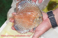 画像3: 【ディスカス】【通販】サクラメイズレオパード【個体販売】16cm（生体）マレーシア　KLディスカスファーム (3)