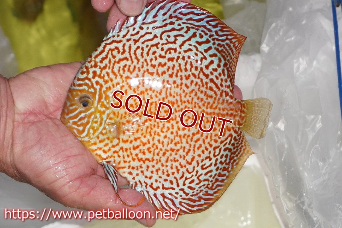 画像2: 【ディスカス】【通販】サクラメイズレオパード【個体販売】16cm（生体）マレーシア　KLディスカスファーム (2)