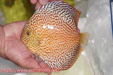 画像2: 【ディスカス】【通販】サクラメイズレオパード【個体販売】16cm（生体）マレーシア　KLディスカスファーム (2)
