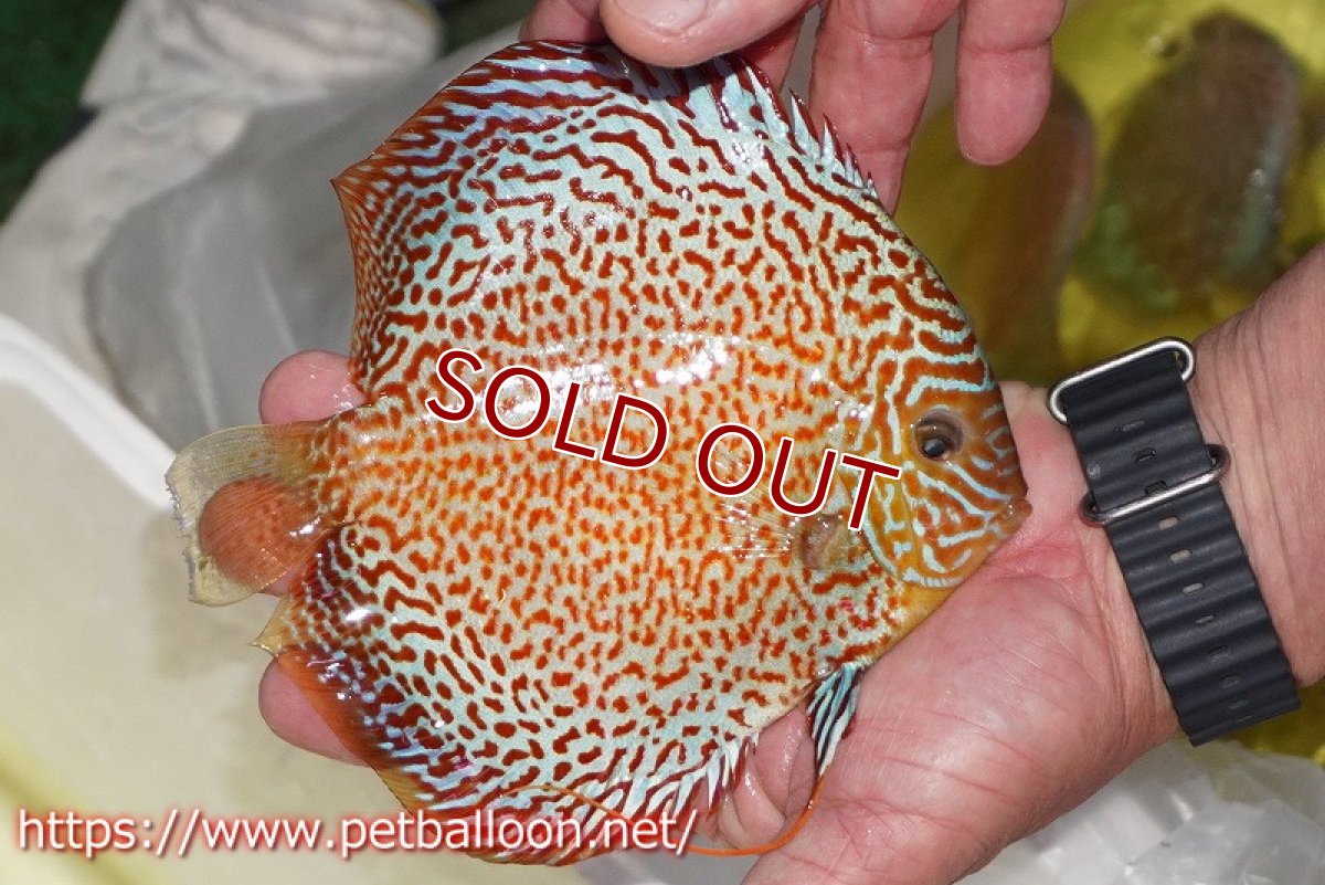 画像3: 【ディスカス】【通販】サクラメイズレオパード【個体販売】16cm（生体）マレーシア　KLディスカスファーム (3)