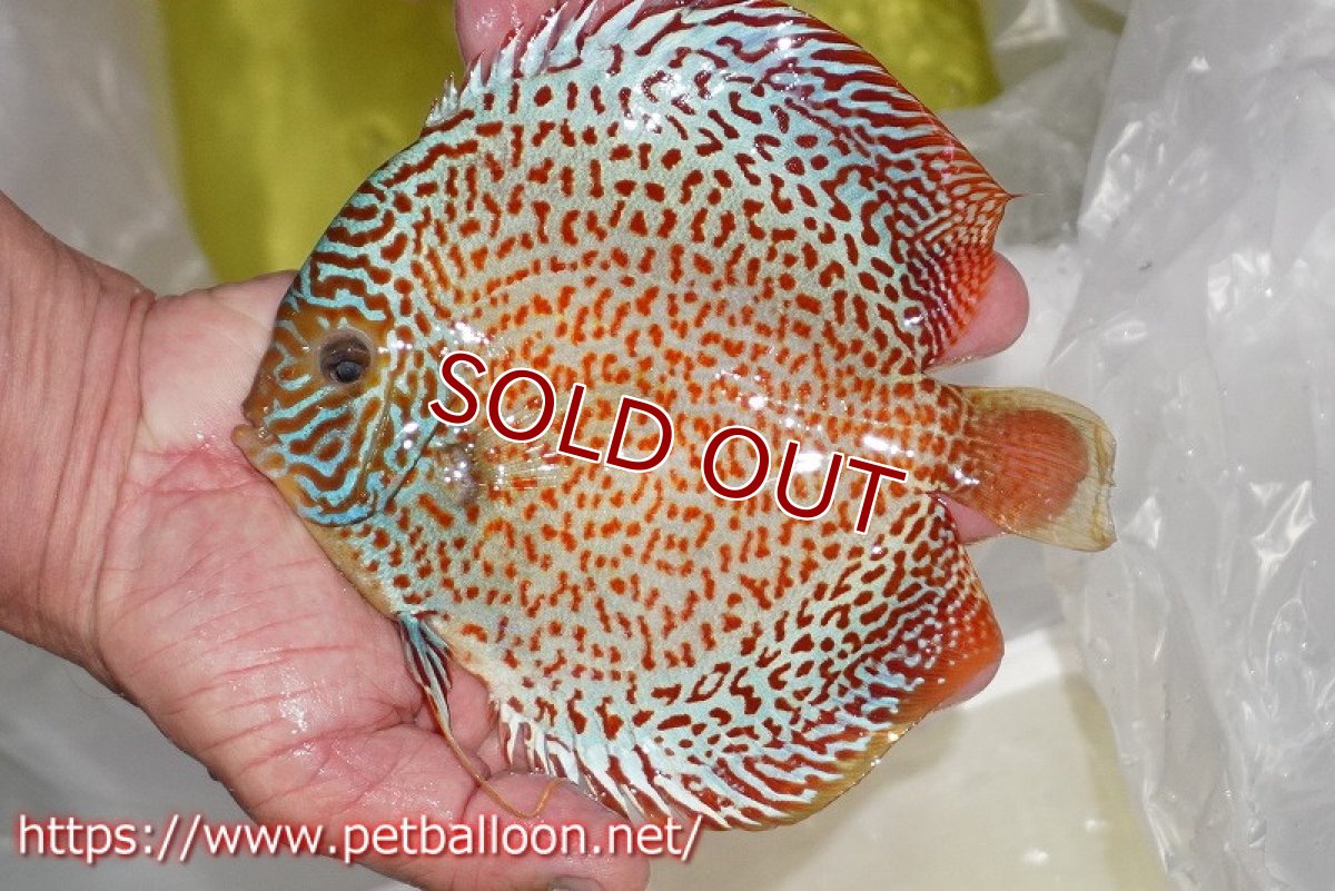 画像2: 【ディスカス】【通販】サクラメイズレオパード【個体販売】16cm（生体）マレーシア　KLディスカスファーム (2)