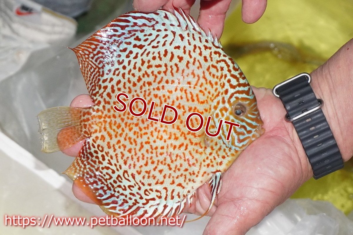 画像3: 【ディスカス】【通販】サクラメイズレオパード【個体販売】16cm（生体）マレーシア　KLディスカスファーム (3)