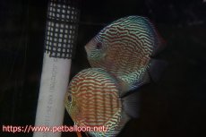 画像1: 【ディスカス】【通販】【産卵経験あり】ジャイアントジャーマンレッドターコイズ　ハイフォーム【個体ペア販売】17-18cm（生体）マレーシア　KLディスカスファーム (1)