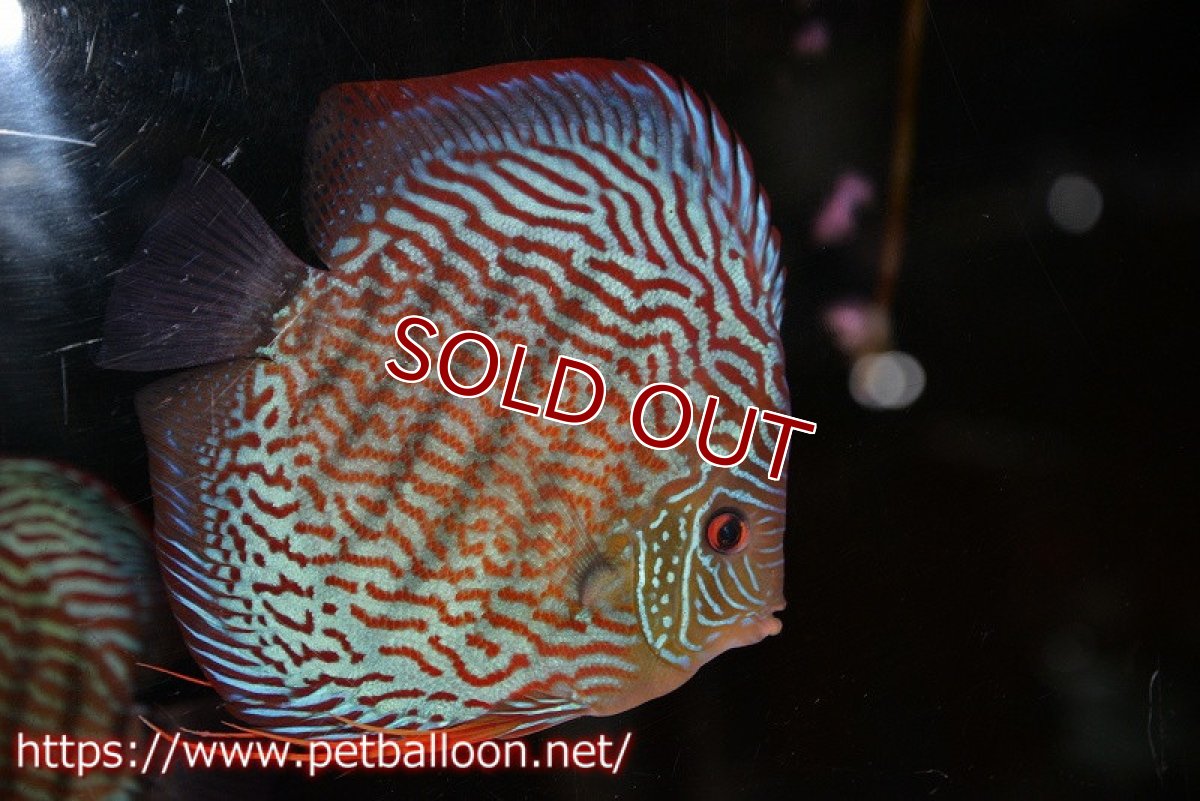 画像2: 【ディスカス】【通販】【産卵経験あり】ジャイアントジャーマンレッドターコイズ　ハイフォーム【個体ペア販売】17-18cm（生体）マレーシア　KLディスカスファーム (2)