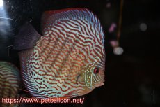 画像2: 【ディスカス】【通販】【産卵経験あり】ジャイアントジャーマンレッドターコイズ　ハイフォーム【個体ペア販売】17-18cm（生体）マレーシア　KLディスカスファーム (2)
