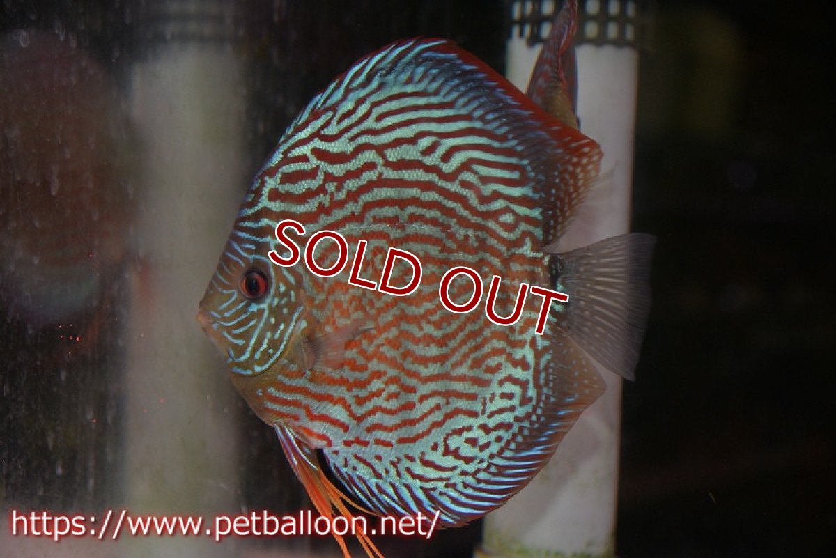 画像3: 【ディスカス】【通販】【産卵経験あり】ジャイアントジャーマンレッドターコイズ　ハイフォーム【個体ペア販売】17-18cm（生体）マレーシア　KLディスカスファーム (3)