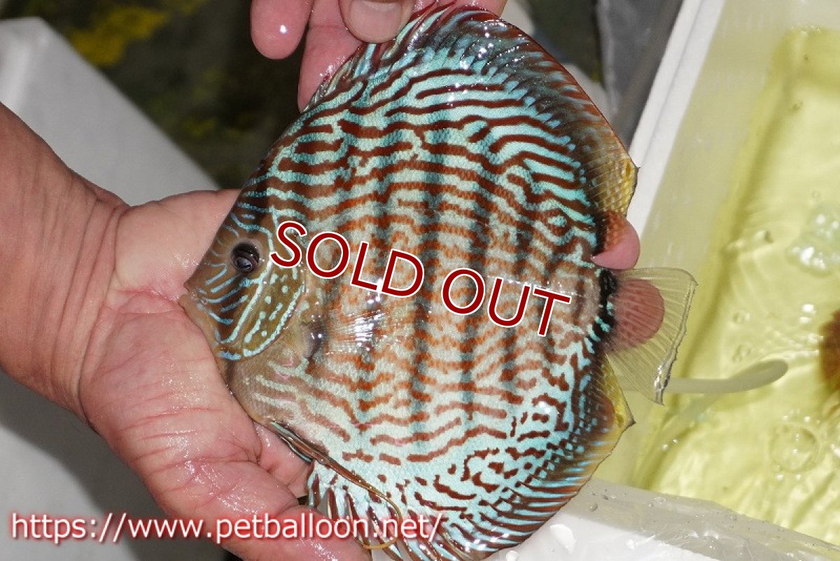 画像4: 【ディスカス】【通販】【産卵経験あり】ジャイアントジャーマンレッドターコイズ　ハイフォーム【個体ペア販売】17-18cm（生体）マレーシア　KLディスカスファーム (4)