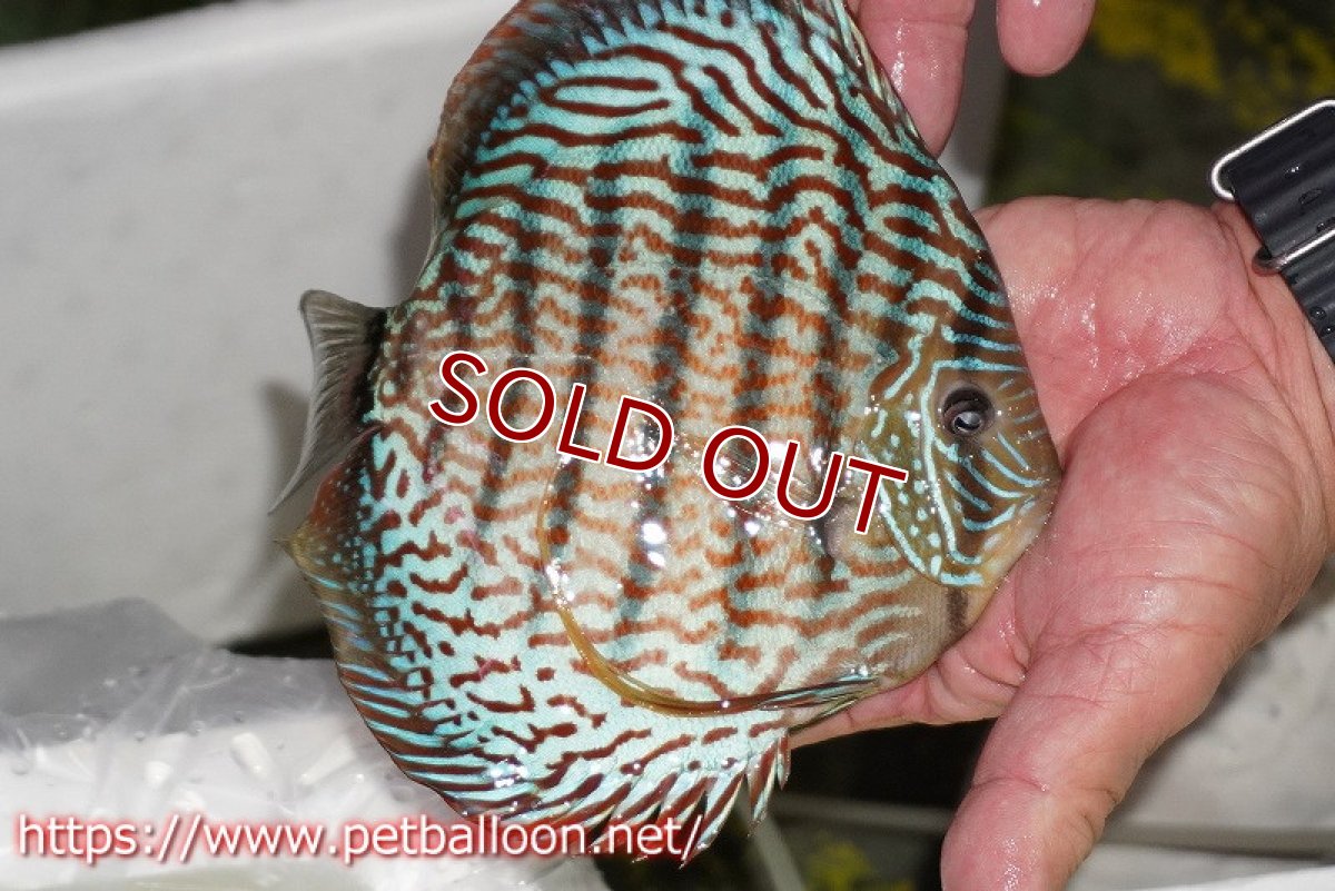 画像5: 【ディスカス】【通販】【産卵経験あり】ジャイアントジャーマンレッドターコイズ　ハイフォーム【個体ペア販売】17-18cm（生体）マレーシア　KLディスカスファーム (5)