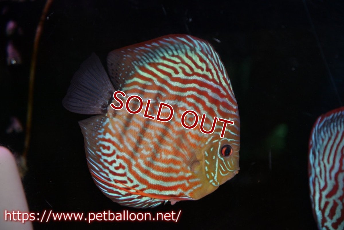 画像6: 【ディスカス】【通販】【産卵経験あり】ジャイアントジャーマンレッドターコイズ　ハイフォーム【個体ペア販売】17-18cm（生体）マレーシア　KLディスカスファーム (6)