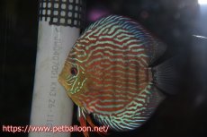 画像7: 【ディスカス】【通販】【産卵経験あり】ジャイアントジャーマンレッドターコイズ　ハイフォーム【個体ペア販売】17-18cm（生体）マレーシア　KLディスカスファーム (7)