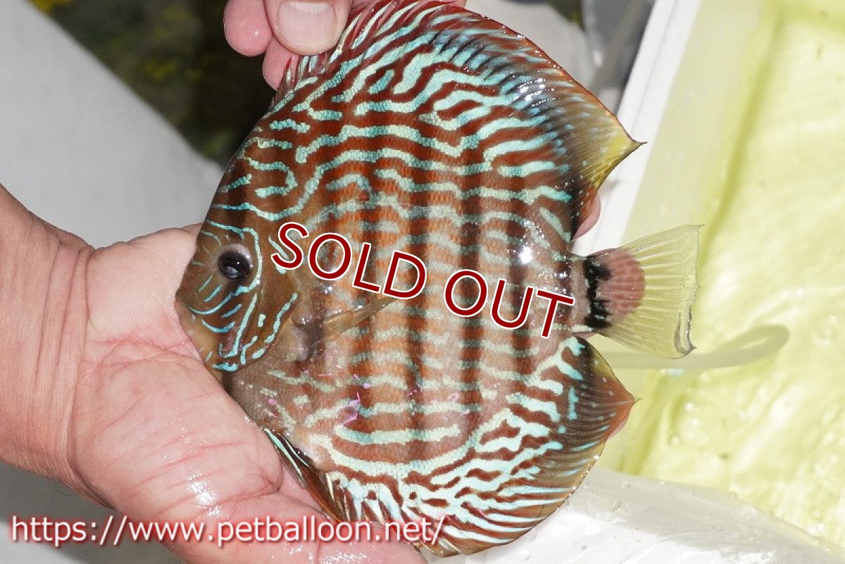 画像8: 【ディスカス】【通販】【産卵経験あり】ジャイアントジャーマンレッドターコイズ　ハイフォーム【個体ペア販売】17-18cm（生体）マレーシア　KLディスカスファーム (8)