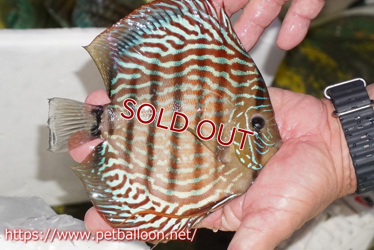 画像9: 【ディスカス】【通販】【産卵経験あり】ジャイアントジャーマンレッドターコイズ　ハイフォーム【個体ペア販売】17-18cm（生体）マレーシア　KLディスカスファーム (9)