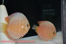 画像1: 【ディスカス】【通販】サクラレッドスポットグリーン　ハイフォーム【個体販売】16-17cm（生体）マレーシア　KLディスカスファーム (1)