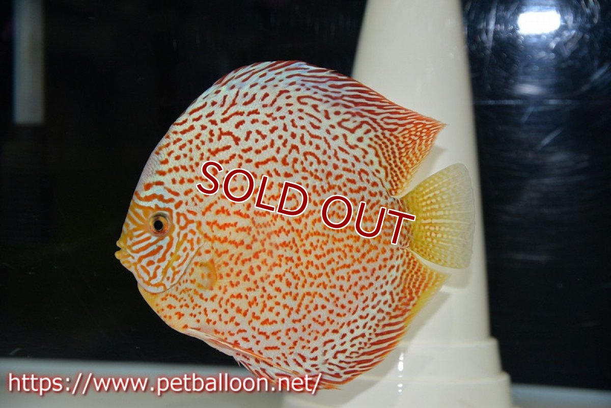 画像2: 【ディスカス】【通販】サクラレッドスポットグリーン　ハイフォーム【個体販売】16-17cm（生体）マレーシア　KLディスカスファーム (2)