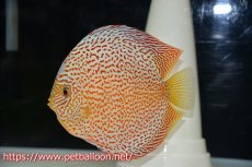 画像2: 【ディスカス】【通販】サクラレッドスポットグリーン　ハイフォーム【個体販売】16-17cm（生体）マレーシア　KLディスカスファーム (2)