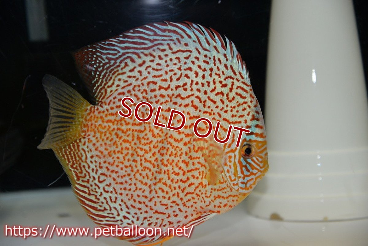 画像3: 【ディスカス】【通販】サクラレッドスポットグリーン　ハイフォーム【個体販売】16-17cm（生体）マレーシア　KLディスカスファーム (3)