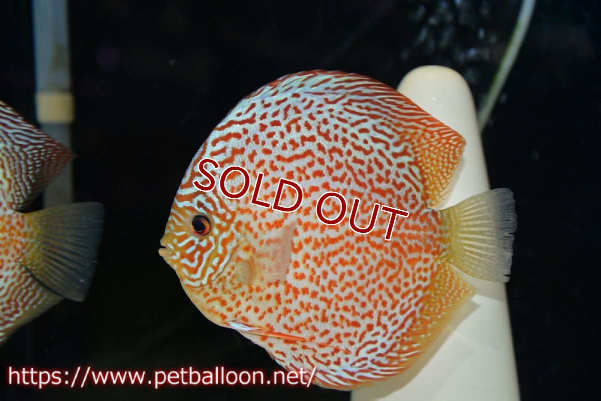 画像4: 【ディスカス】【通販】サクラレッドスポットグリーン　ハイフォーム【個体販売】16-17cm（生体）マレーシア　KLディスカスファーム (4)