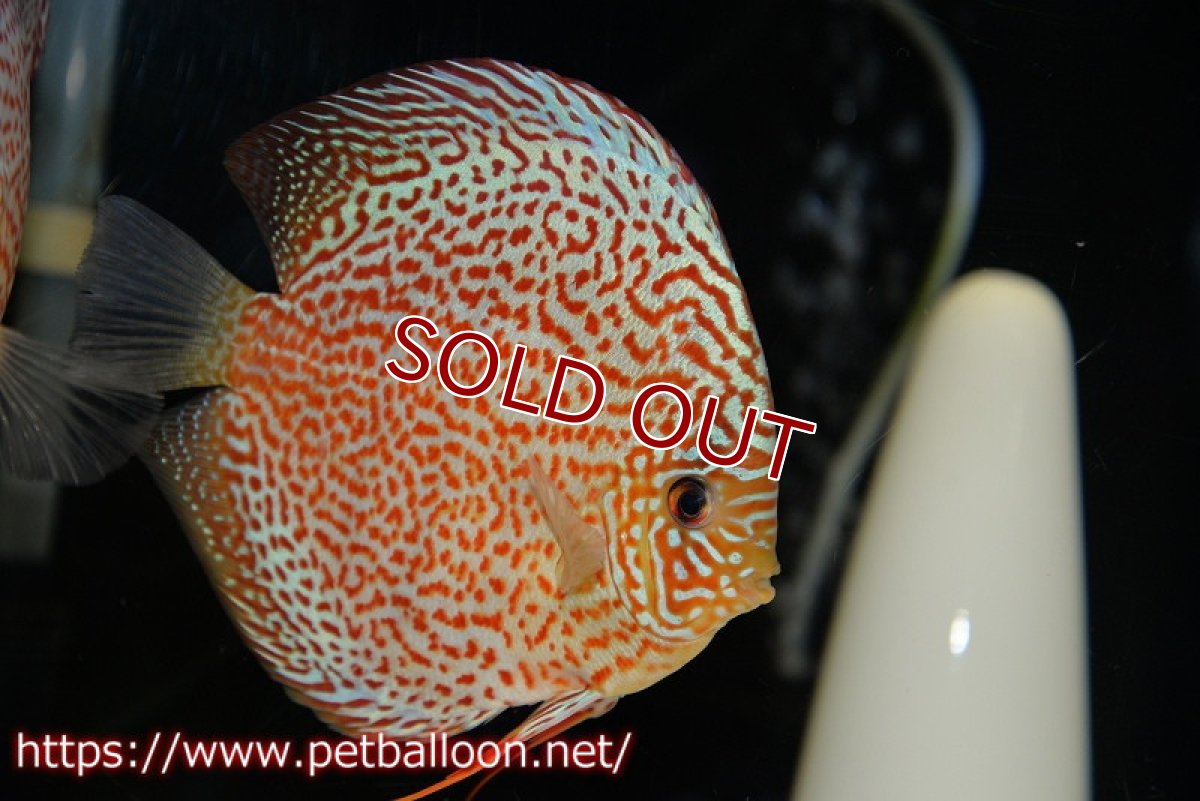 画像5: 【ディスカス】【通販】サクラレッドスポットグリーン　ハイフォーム【個体販売】16-17cm（生体）マレーシア　KLディスカスファーム (5)