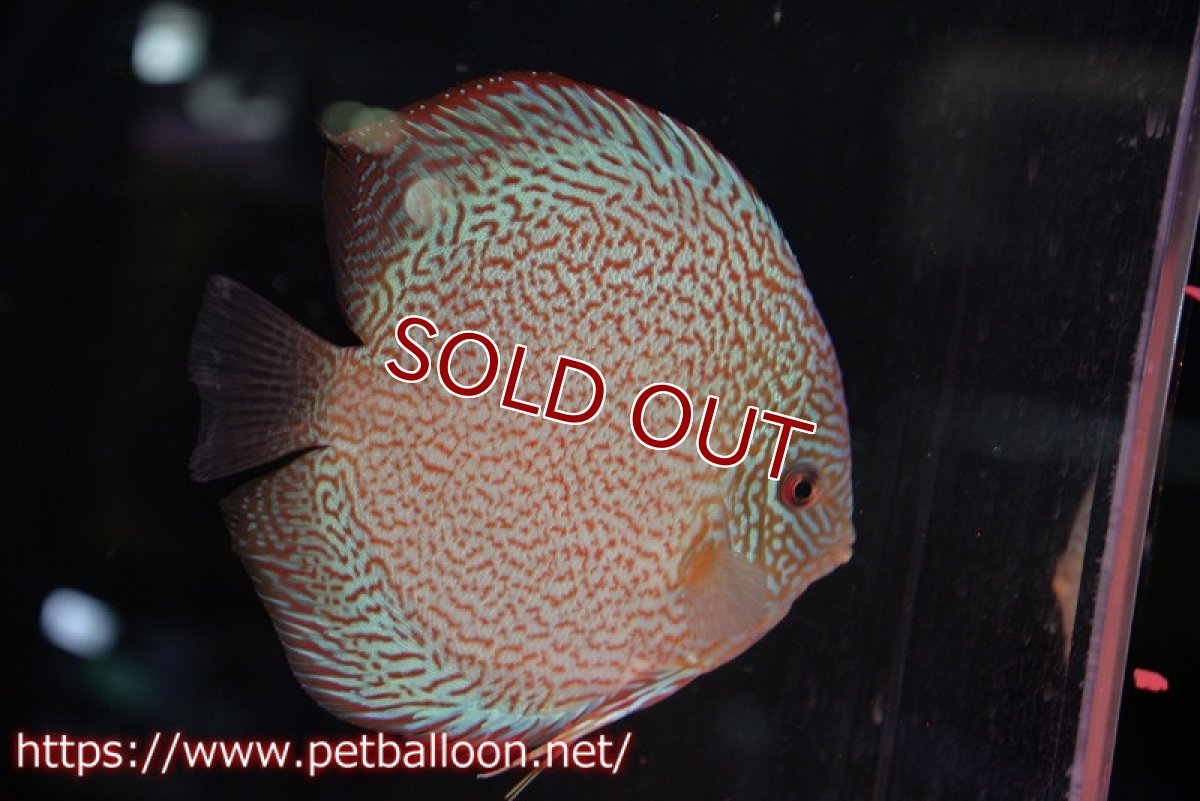 画像2: 【ディスカス】【通販】マジェスティックファイヤー（ファインパターン＆ハイフォーム）【個体ペア販売】16cm（生体）マレーシア　NAディスカスファーム (2)