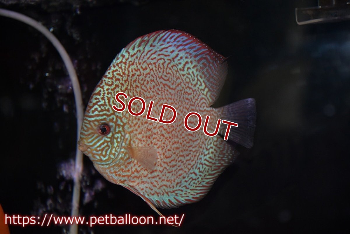 画像3: 【ディスカス】【通販】マジェスティックファイヤー（ファインパターン＆ハイフォーム）【個体ペア販売】16cm（生体）マレーシア　NAディスカスファーム (3)