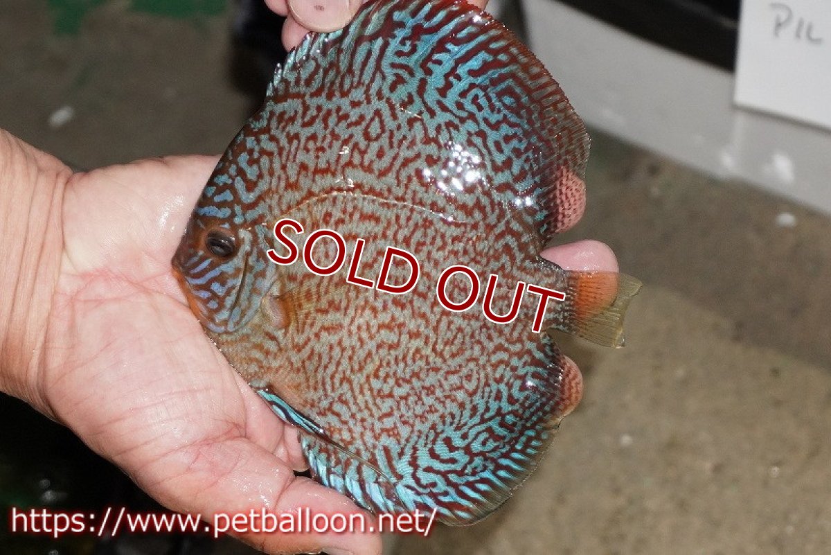 画像4: 【ディスカス】【通販】マジェスティックファイヤー（ファインパターン＆ハイフォーム）【個体ペア販売】16cm（生体）マレーシア　NAディスカスファーム (4)