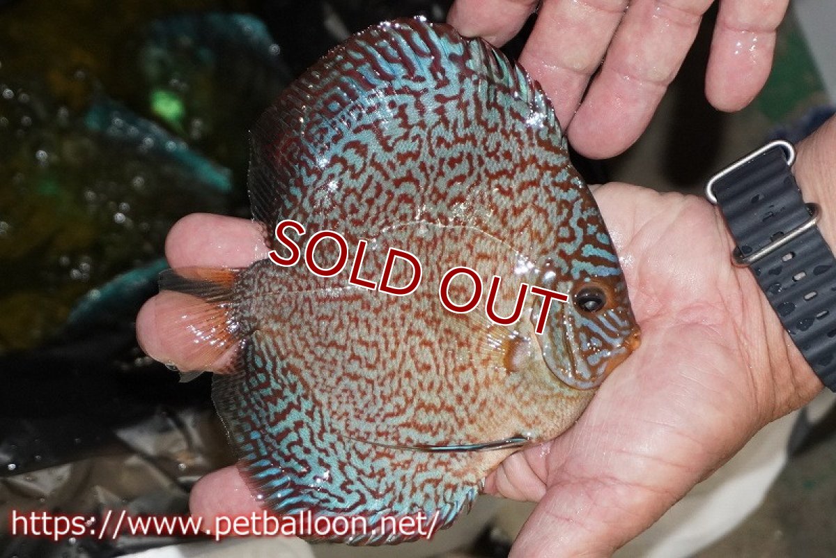 画像5: 【ディスカス】【通販】マジェスティックファイヤー（ファインパターン＆ハイフォーム）【個体ペア販売】16cm（生体）マレーシア　NAディスカスファーム (5)