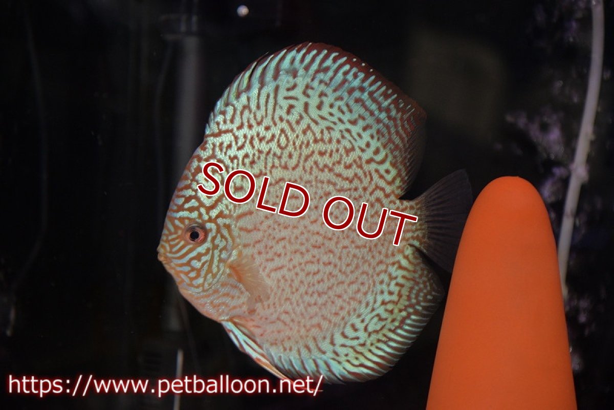 画像6: 【ディスカス】【通販】マジェスティックファイヤー（ファインパターン＆ハイフォーム）【個体ペア販売】16cm（生体）マレーシア　NAディスカスファーム (6)