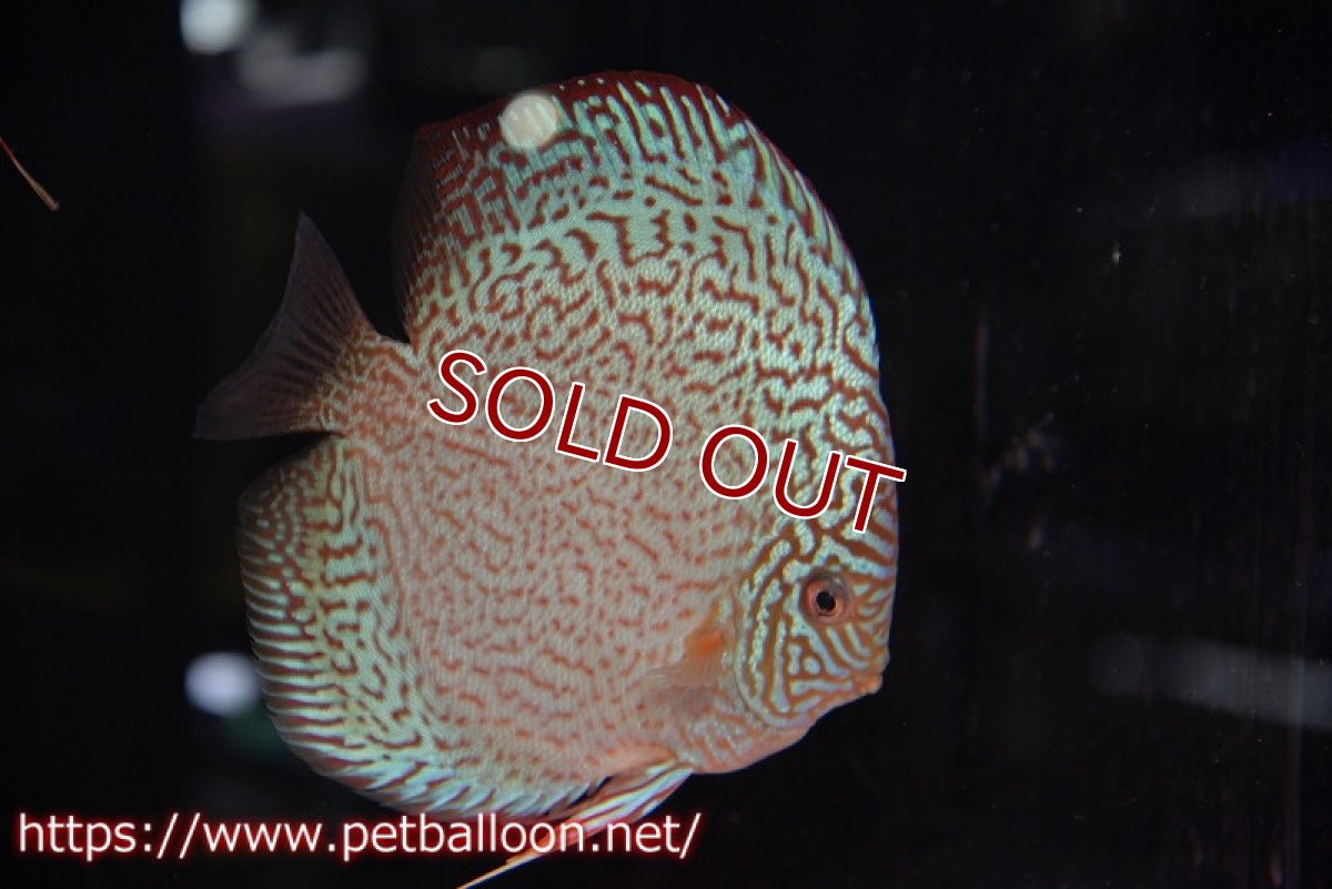 画像7: 【ディスカス】【通販】マジェスティックファイヤー（ファインパターン＆ハイフォーム）【個体ペア販売】16cm（生体）マレーシア　NAディスカスファーム (7)