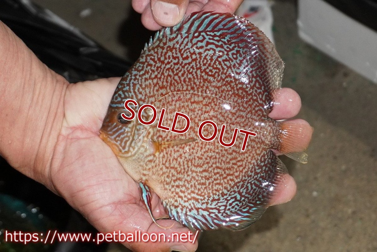 画像8: 【ディスカス】【通販】マジェスティックファイヤー（ファインパターン＆ハイフォーム）【個体ペア販売】16cm（生体）マレーシア　NAディスカスファーム (8)