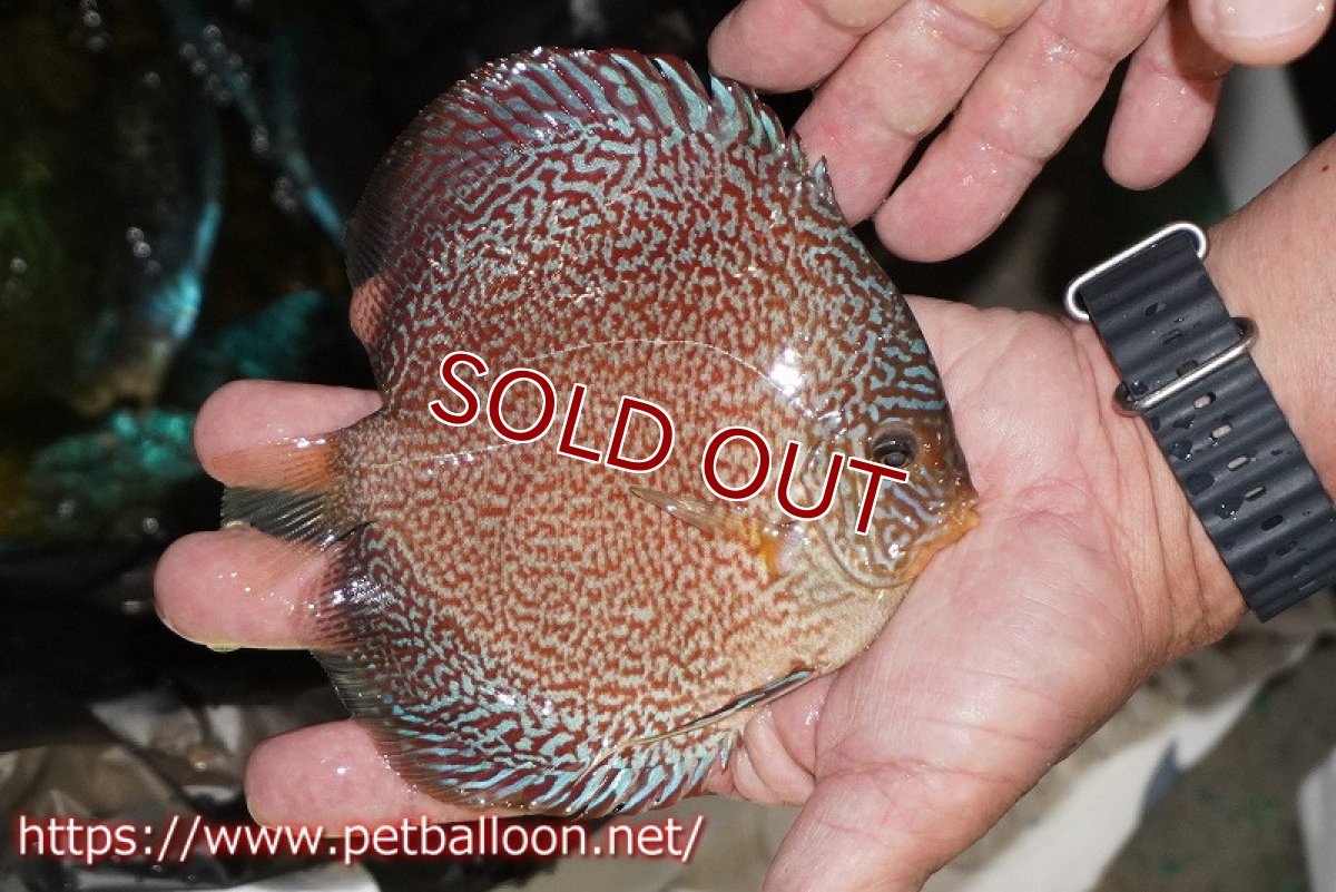 画像9: 【ディスカス】【通販】マジェスティックファイヤー（ファインパターン＆ハイフォーム）【個体ペア販売】16cm（生体）マレーシア　NAディスカスファーム (9)