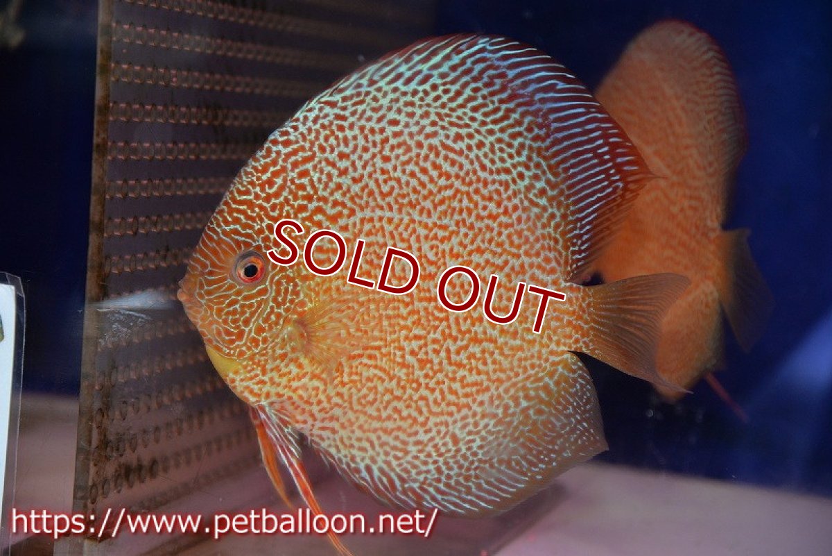 画像2: 【ディスカス】【通販】【産卵経験あり】サクラキングコブラエラプション　スーパーファインスポット【個体ペア販売】16-17cm（生体）マレーシア　KLディスカスファーム (2)