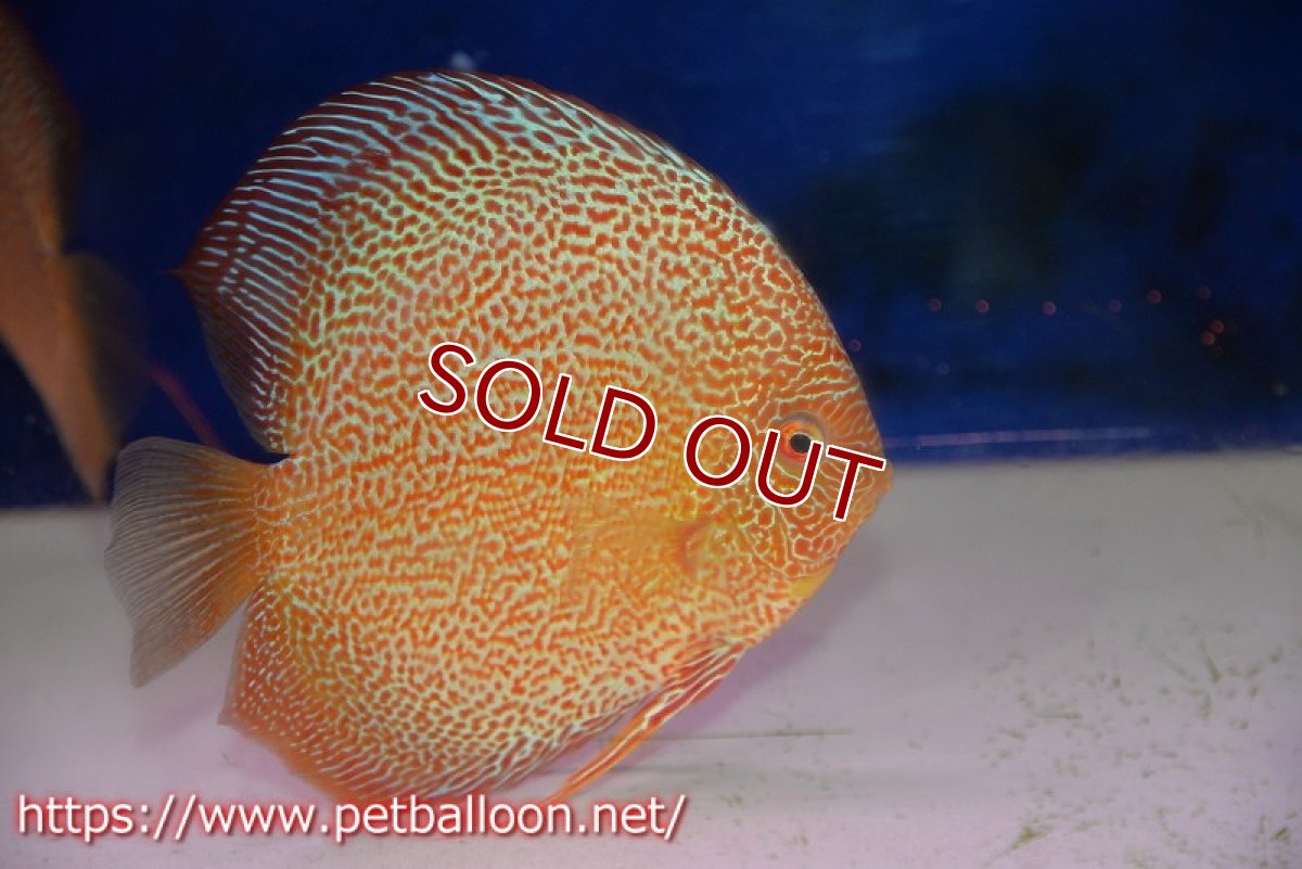 画像3: 【ディスカス】【通販】【産卵経験あり】サクラキングコブラエラプション　スーパーファインスポット【個体ペア販売】16-17cm（生体）マレーシア　KLディスカスファーム (3)