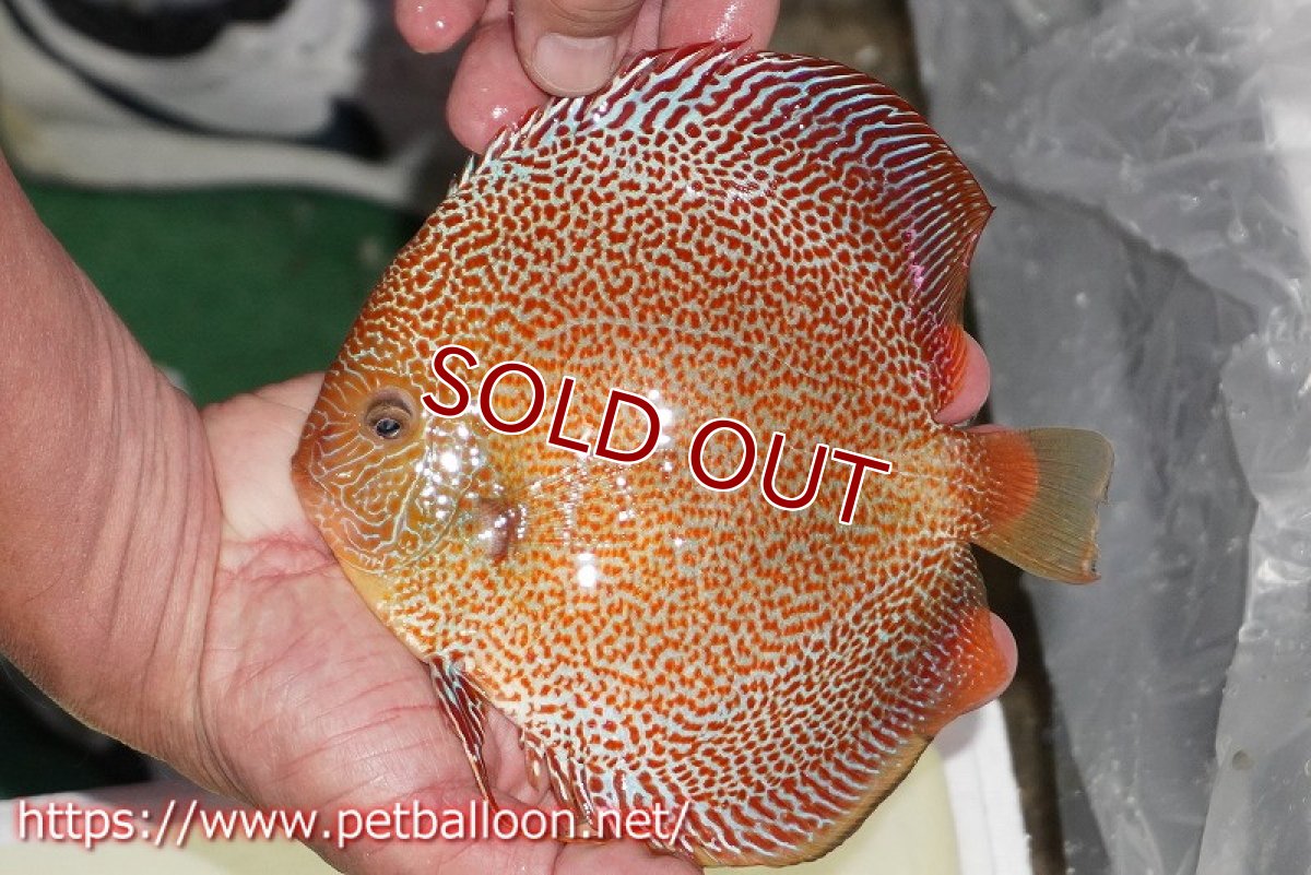 画像4: 【ディスカス】【通販】【産卵経験あり】サクラキングコブラエラプション　スーパーファインスポット【個体ペア販売】16-17cm（生体）マレーシア　KLディスカスファーム (4)