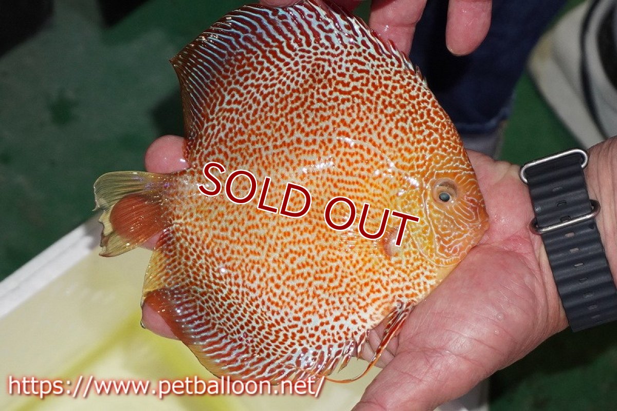 画像5: 【ディスカス】【通販】【産卵経験あり】サクラキングコブラエラプション　スーパーファインスポット【個体ペア販売】16-17cm（生体）マレーシア　KLディスカスファーム (5)