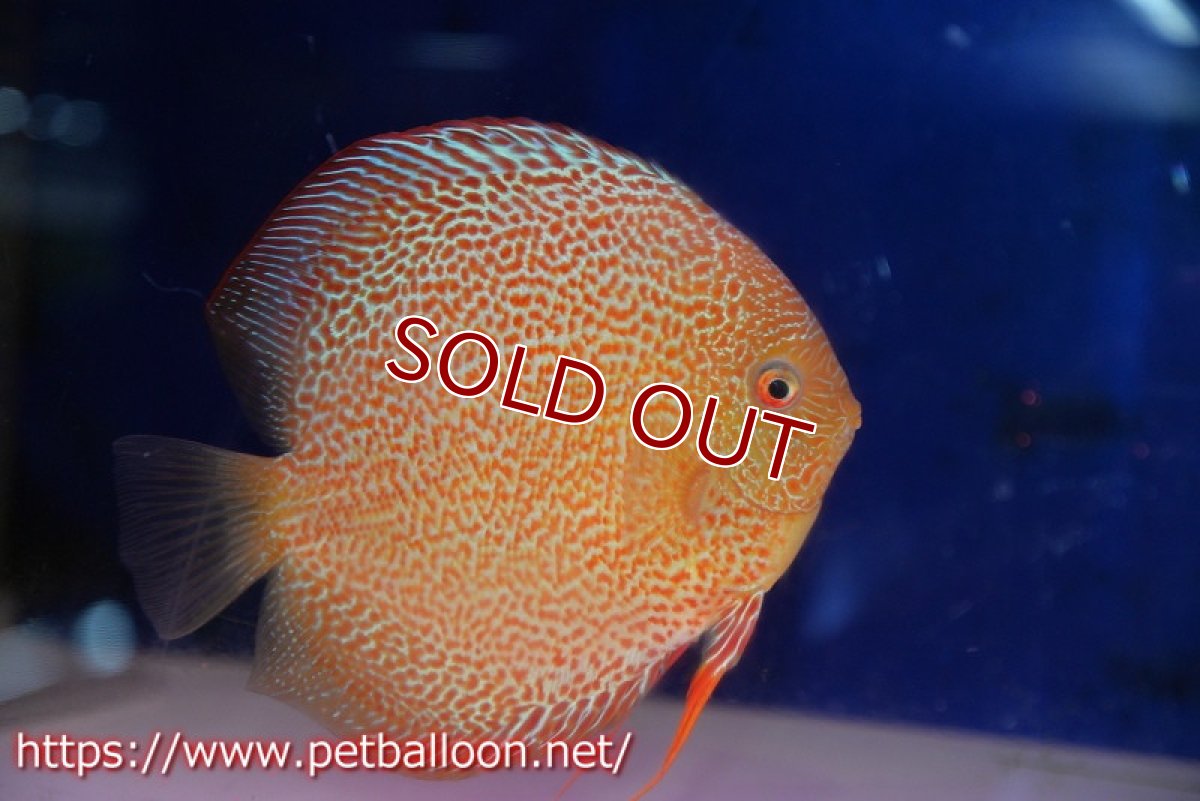 画像6: 【ディスカス】【通販】【産卵経験あり】サクラキングコブラエラプション　スーパーファインスポット【個体ペア販売】16-17cm（生体）マレーシア　KLディスカスファーム (6)