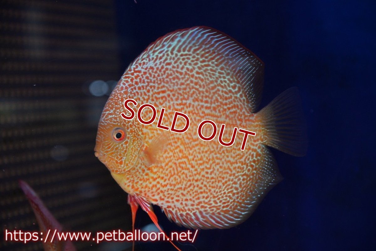 画像7: 【ディスカス】【通販】【産卵経験あり】サクラキングコブラエラプション　スーパーファインスポット【個体ペア販売】16-17cm（生体）マレーシア　KLディスカスファーム (7)