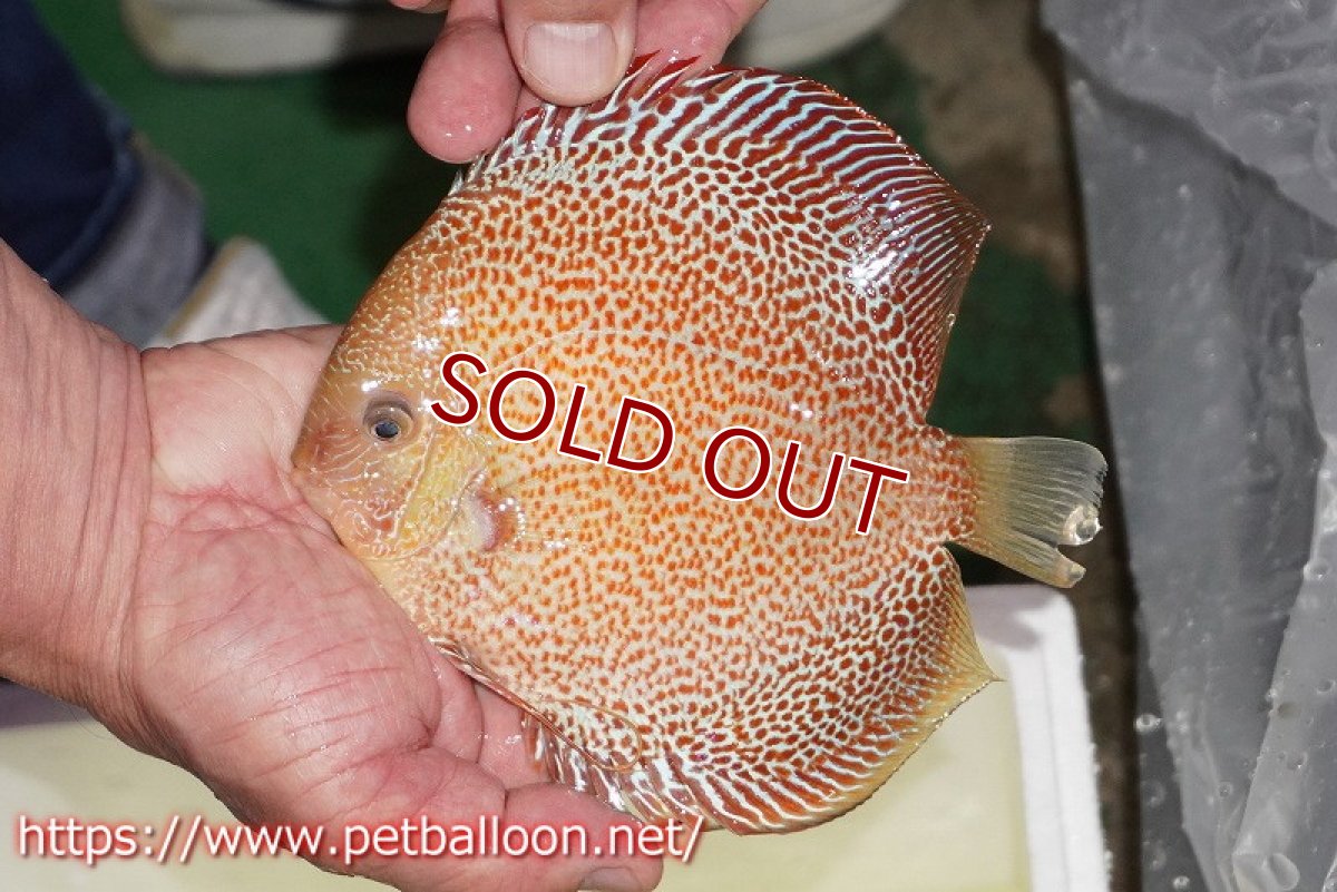 画像8: 【ディスカス】【通販】【産卵経験あり】サクラキングコブラエラプション　スーパーファインスポット【個体ペア販売】16-17cm（生体）マレーシア　KLディスカスファーム (8)