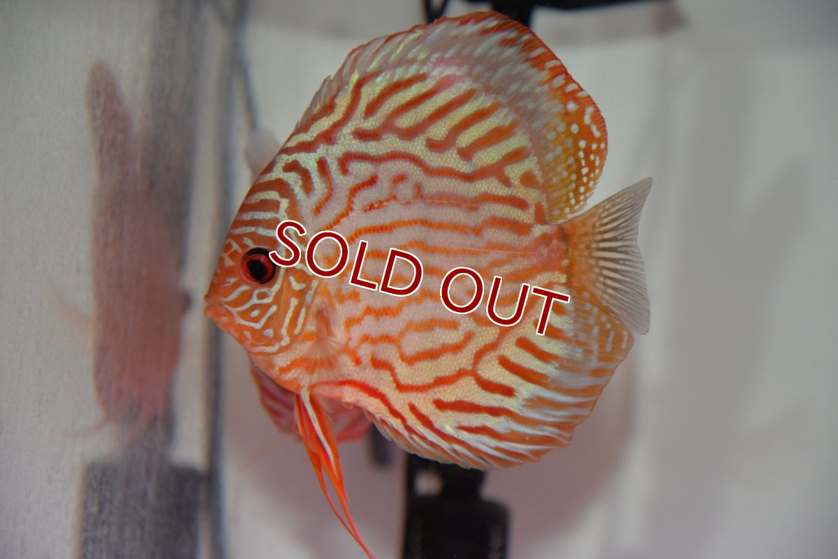 画像2: 【ディスカス】【通販】【国産ブリード】ワイルドトロンべタスロイヤル♂×ソリッドブルーターコイズ♀【個体ペア販売】13-14cm（生体）国産ディスカス (2)