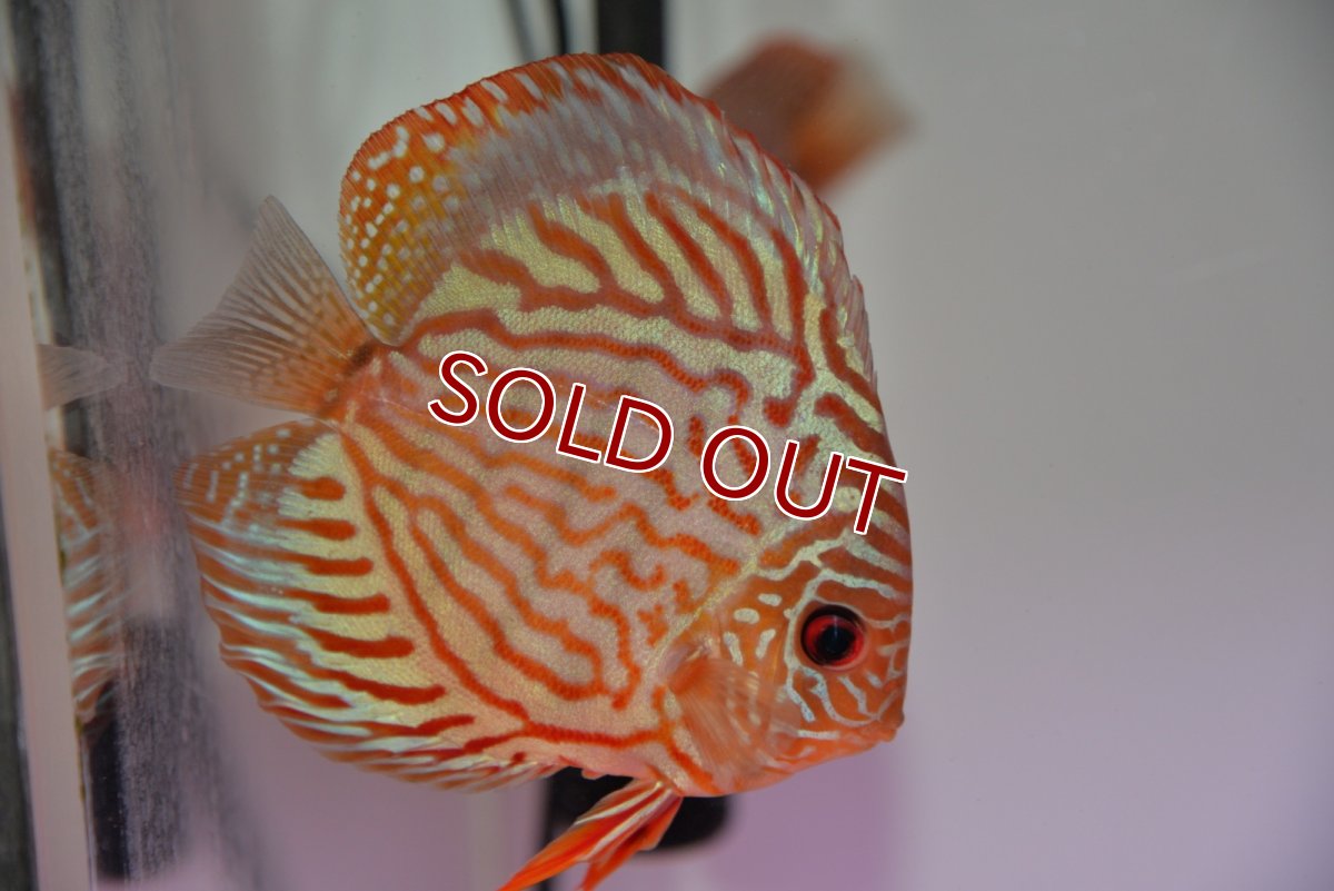 画像3: 【ディスカス】【通販】【国産ブリード】ワイルドトロンべタスロイヤル♂×ソリッドブルーターコイズ♀【個体ペア販売】13-14cm（生体）国産ディスカス (3)